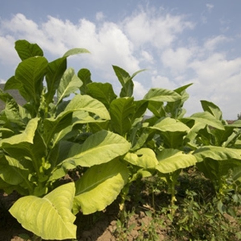 Picture of Tobacco
