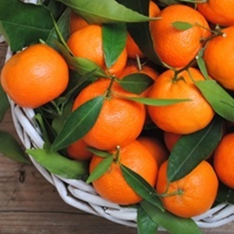 Picture of Orange Mandarin